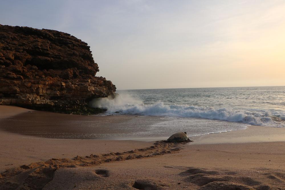 Ras Al Jinz Turtle Reserve Al Hadd Екстериор снимка