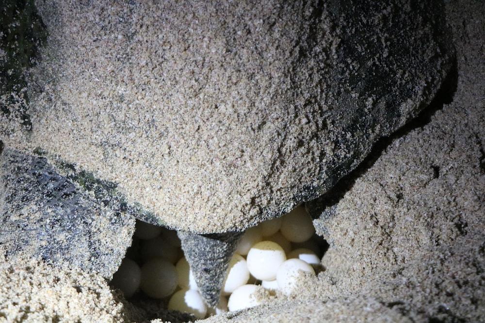 Ras Al Jinz Turtle Reserve Al Hadd Екстериор снимка
