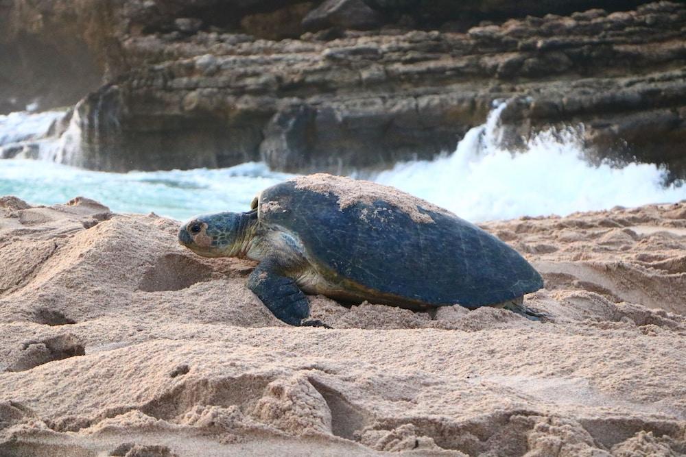 Ras Al Jinz Turtle Reserve Al Hadd Екстериор снимка