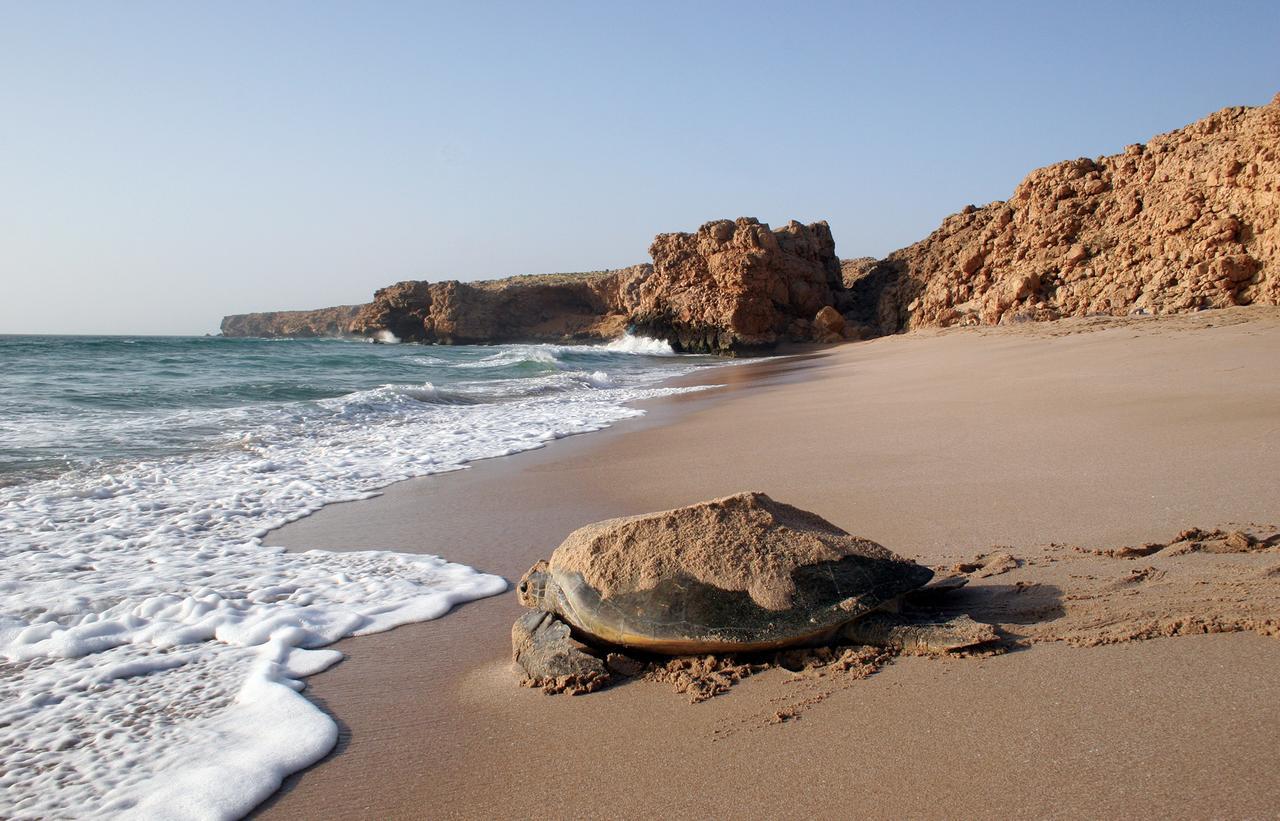 Ras Al Jinz Turtle Reserve Al Hadd Екстериор снимка